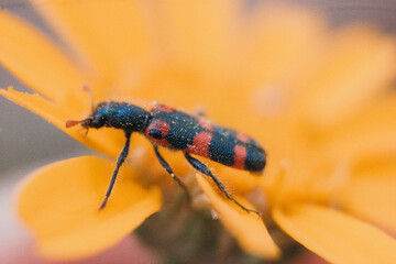 Insecto