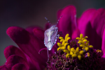 Insecto