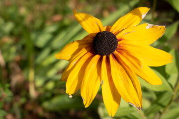 Bright yellow flower with a large black core