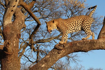 Leopard in a tree South Africa