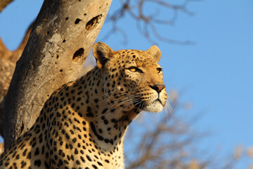 Leopard in a tree South Africa