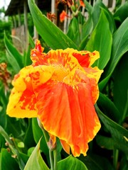 Fototapeta premium A very beautiful natural flower. This picture has been taken from Bangladesh. This picture proves how beautiful the natural of Bangladesh are.