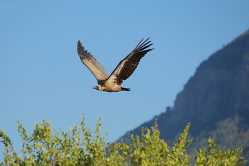 Vultures in South Africa