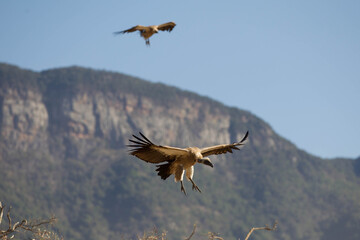 Vultures in South Africa