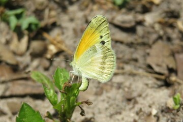 Beautiful yellow dainty sulphur butterfly in Florida nature, closeup 