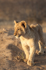 Fototapeta na wymiar Cute Lion cub in South Africa