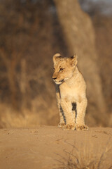 Cute Lion cub in South Africa