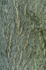 Texture of A Tree Bark