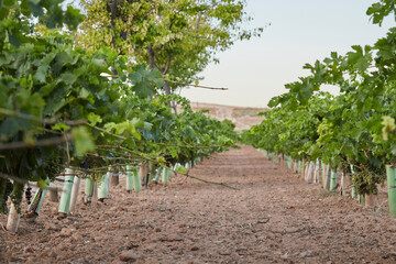 Viñedos
