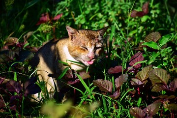 Naklejka na ściany i meble Cute cat in outdoor garden