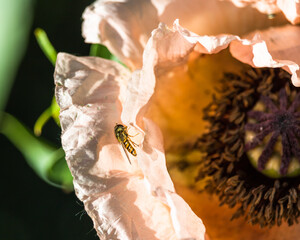 Close-up of an insect sitting on an orange poppy flower