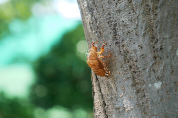 日本、真夏のセミ