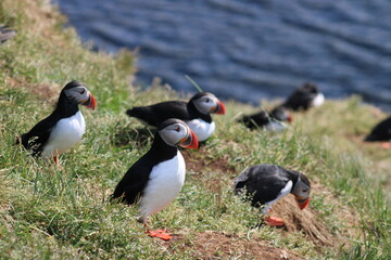 Puffins in East Iceland