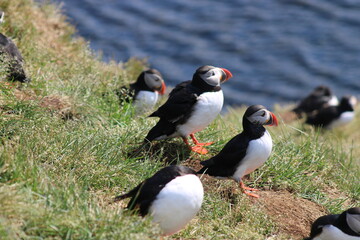 Puffins in East Iceland