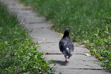Pigeaon on Road