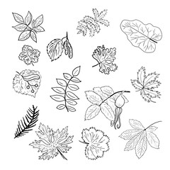 vector illustration hand drawing linear art set plant leaves