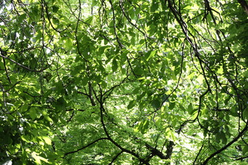 green leaves background