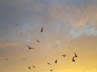 pajaros volando en pleno atardecer
