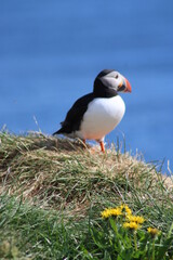 Puffins in North East Iceland 