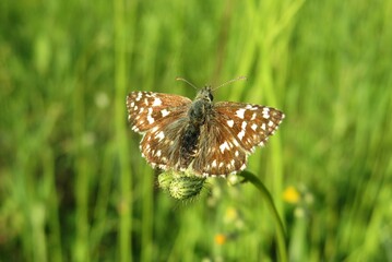 Obraz premium Pyrgus malvae butterfly in the meadow on natural green background, closeup