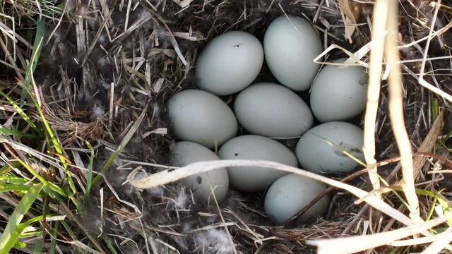 Tufted duck (Aythya fuligula) nest with 9 eggs surrounded by black down. The ornithologist shows the clutch with his finger
