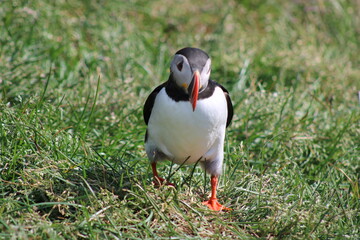 Puffins in North East Iceland 