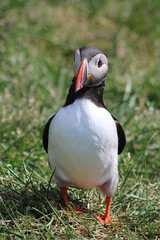 Puffins in North East Iceland 