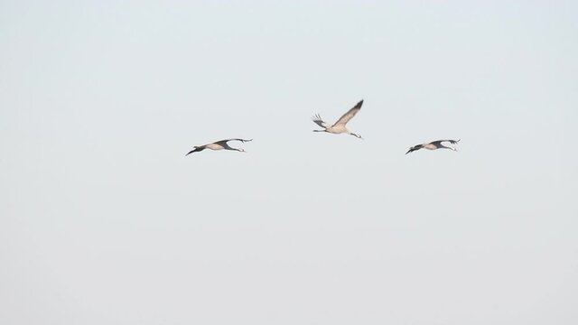 Common Cranes or Eurasian Cranes (Grus Grus) birds flying in the air during migration season. Slow motion clip.