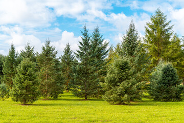 Fototapeta na wymiar Green fir trees growing in the park