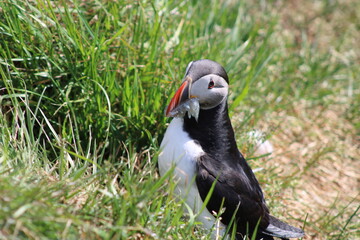 Puffins in North East Iceland 