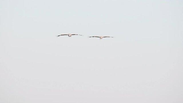 Common Cranes or Eurasian Cranes (Grus Grus) birds flying in the air during migration season. Slow motion clip.