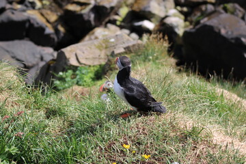 Puffins in North East Iceland 