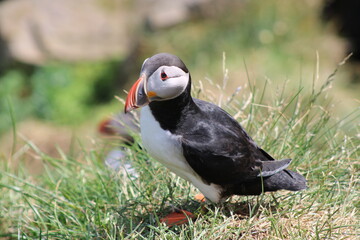 Puffins in North East Iceland 