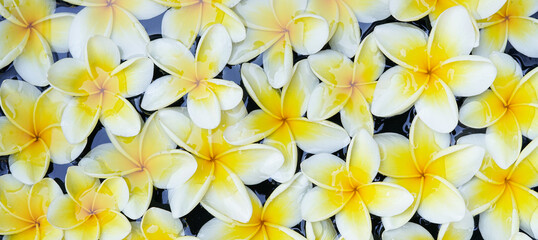 frangipani flowers float on the water