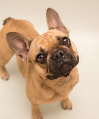Adorable young French Bulldog. Close up portrait of a dog