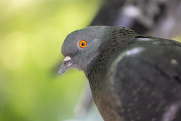 Urban pigeon close-up on a green background.
