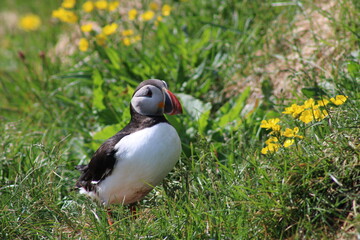 Puffins in North East Iceland 