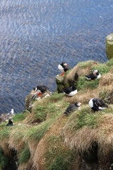 Puffins in North East Iceland 