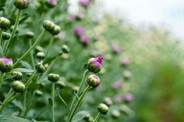 Beautiful pink chrysanthemum blooming blur close up With a blurred pattern background