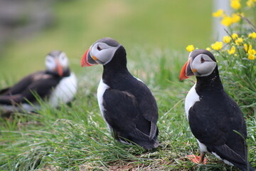 Puffins in North East Iceland 