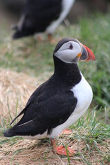 Puffins in North East Iceland 