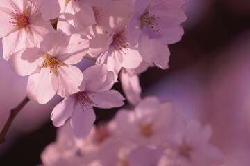 桜-sakura-