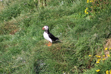 Obraz premium Puffins in North East Iceland 