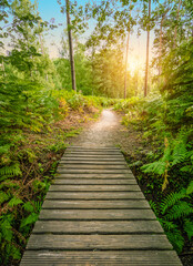 Hiking trail with small wooden bridge in the sunny summer forest. 