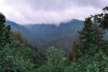green foliage and coniferous trees in Baikal siberian blue mountain ridge in white clouds, morning