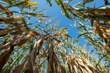 Wide angle view of tall corn stalks looking up to blue sky from ground level