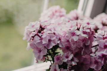 Pink flowers closeup shot near the window.