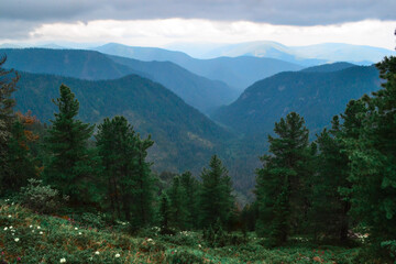 blooming meadow with white flowers among green trees in Baikal siberian blue mountain .ridge in morning fog