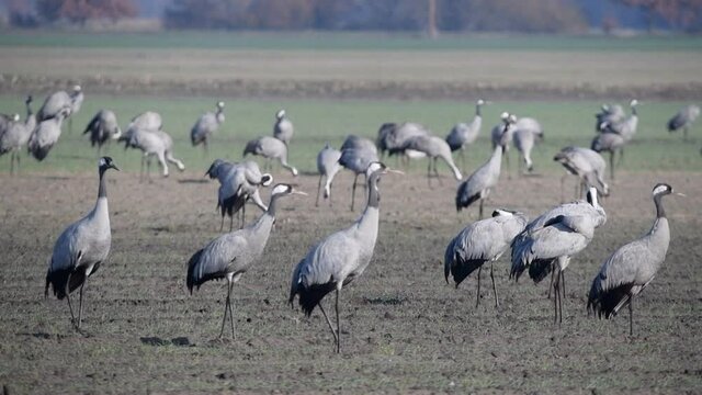 Common Cranes or Eurasian Cranes (Grus Grus) birds resting and feeding in a field during migration season
