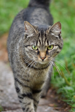 Fierce looking tabby cat (Felis catus) with green eyes, shallow depth of field macro photography